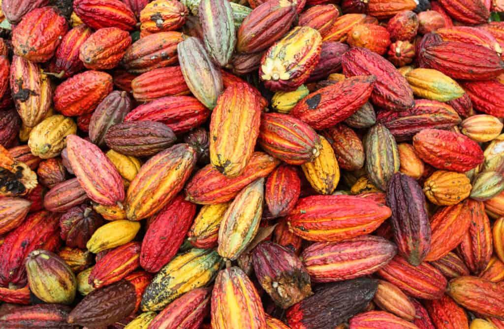 origen del cacao