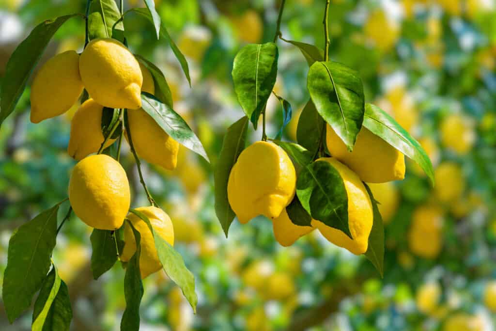 origen del limon