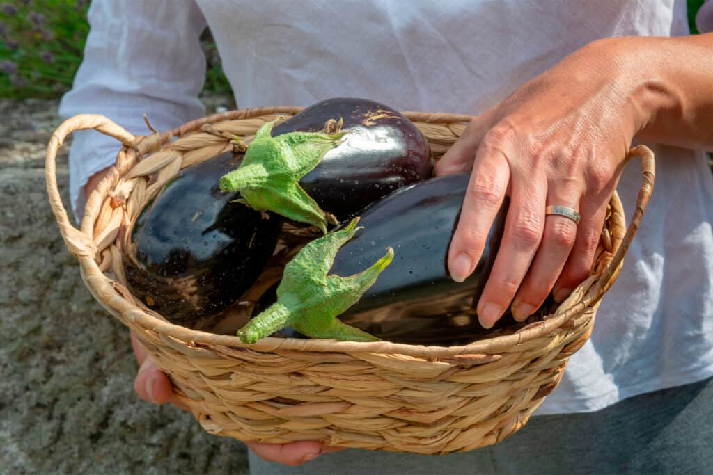 Conservar berenjenas a temperatura ambiente