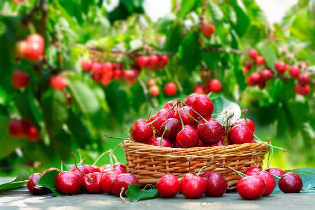 ¿Cómo almacenar cerezas?