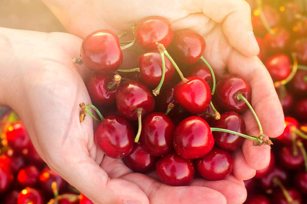 El Metodo Cientifico para Prolongar la Vida de tus Cerezas